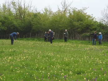 Volunteers counting orchids at Chettisham Meadow