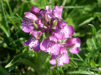 Green winged orchid