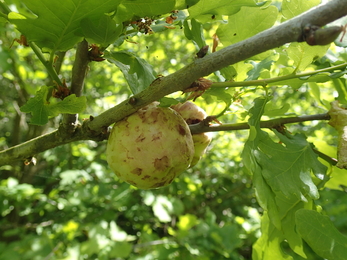 Oak apple gall by Sarah Gibbs