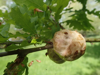 Apple oak gall