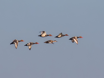 Red-crested pochards in flight against a wintry blue sky
