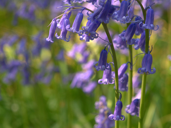 Bluebell - BE