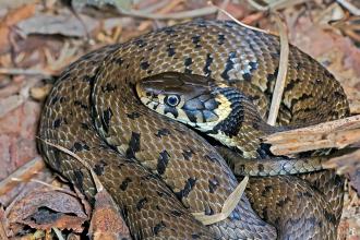 Grass snake coiled on leaf litter