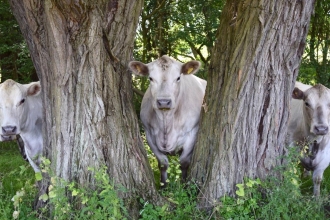 Three curious cows peer out from behind some trees at Ditchford Lakes and Meadows nature reserve