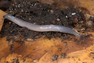 The worm slug, Boettgerilla pallens