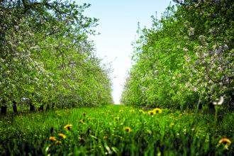 An apple orchard