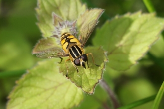 A humbug hoverfly on a leaf