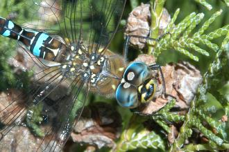 Close-up of a dragonfly