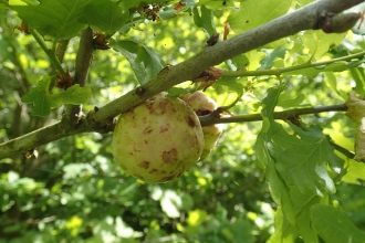 Oak apple gall by Sarah Gibbs