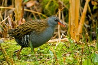 Water rail credit. Neil Aldridge