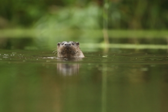 Otter swimming in a river