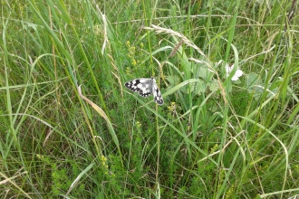 Marbled White butterfly in the grass