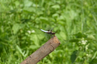 A male broad bodied chaser perched on a log, tail raised