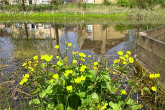 Cambourne by Caroline Fitton