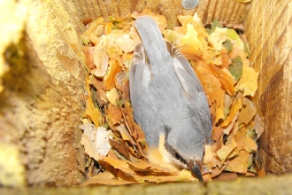 A nuthatch in a nestbox