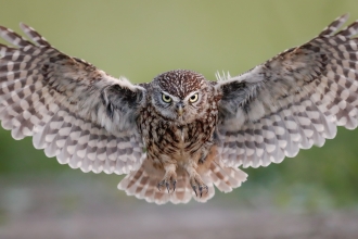 A little owl in flight, head on