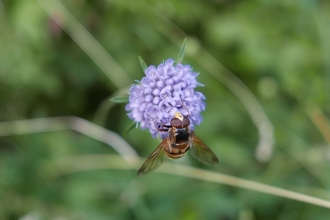 Devil's bit scabious and hoverfly