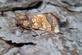 A frosted orange moth on leaf litter
