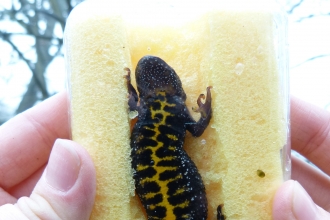 Patricia the great crested newt and her belly pattern, held against a clear plastic tub lid by a sponge