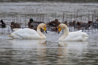 A pair of whooper swans face to face on the water at Pitsford