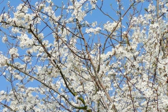 Cherry Plum Blossom by Steve Halton