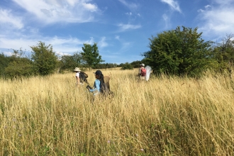 Butterfly surveys at Blows Downs