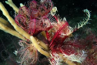 feather star