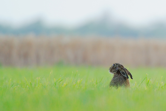 Brown hare by Kevin Lunham