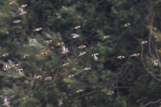 Flock of goldfinches