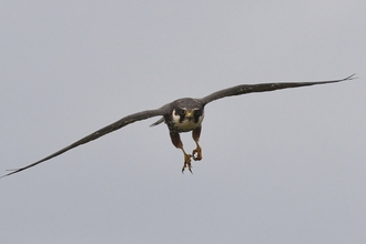 A hobby in flight, facing the camera with wings dramatically spread across the frame