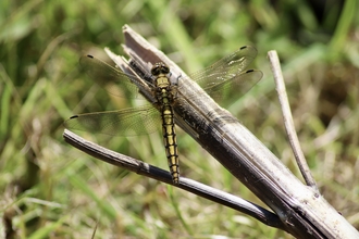 Black-tailed skimmer dragonfly sitting on branch