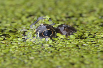 A frog's eye peeping up through a bright green duckweed covered pond