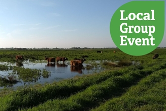 Highland cows in shallow water on a green field in Burwell Fen, with the Local Group event icon overlaid