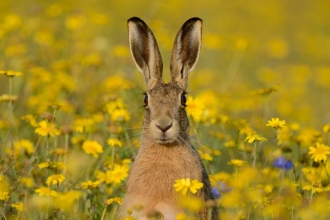 Brown hare with corn marigolds