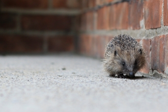A hedgehog walking alongside a brick wall