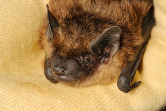 Serotine Bat
