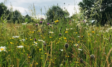 Flower-rich habitat at Trumpington Meadows