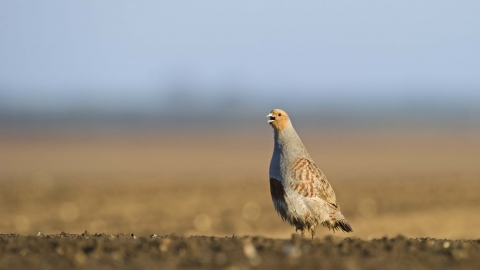 Grey partridge