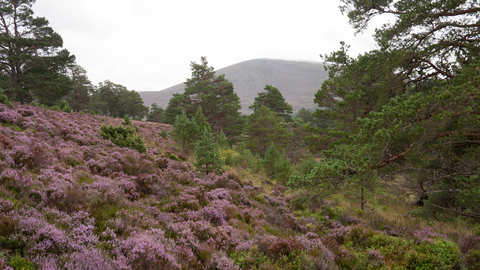 Caledonian forest