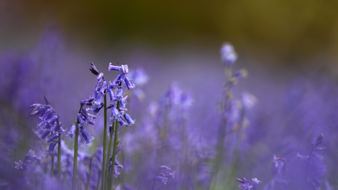 Bluebell