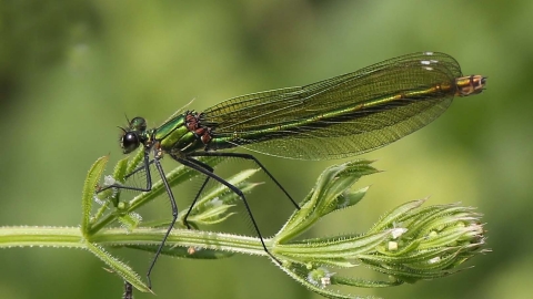 Banded Demoiselle