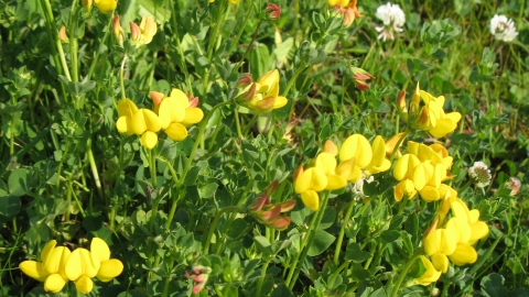 Common Bird's-foot-trefoil