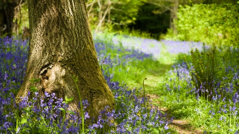 Bluebells