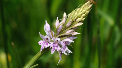 Common Spotted-orchid