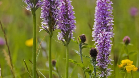 Common Spotted-orchid