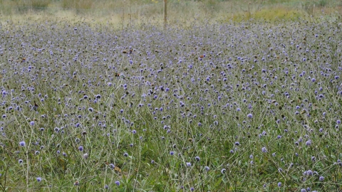 Devil's-bit Scabious
