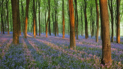 Bluebells