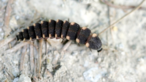 Glow-worm