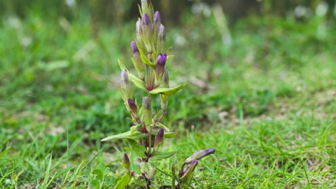Autumn Gentian