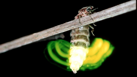 Glow-worm